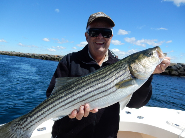 Live bait catches stripers in the Merrimack